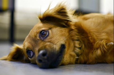 sad dog looking up and lying on the floor in Arlington WA