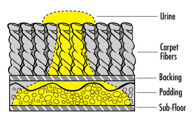 Carpet ruined 2025 by pet urine